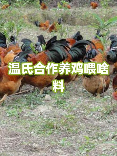 合作养鸡是真的吗截图3