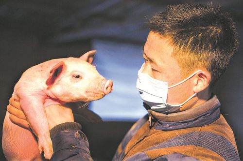代理养猪