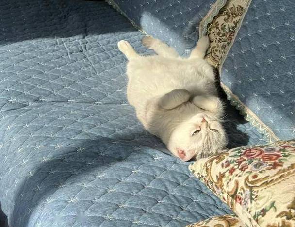 猫最多忍受主人几天不在家