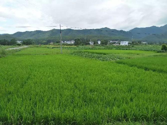 带着荒田回过去