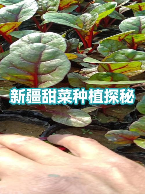 种植甜菜和小麦的条件