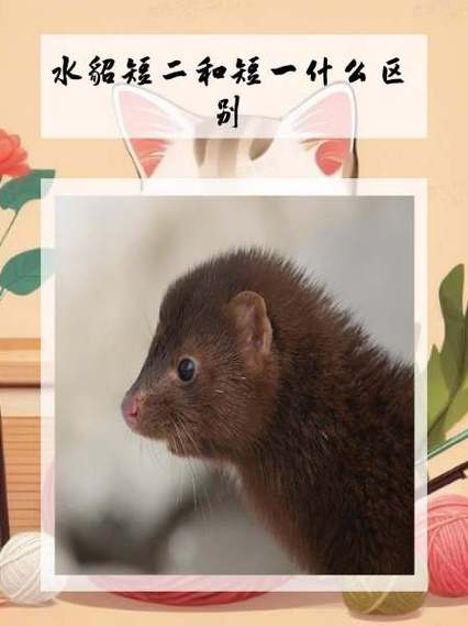 貂毛是越短越好吗为什么