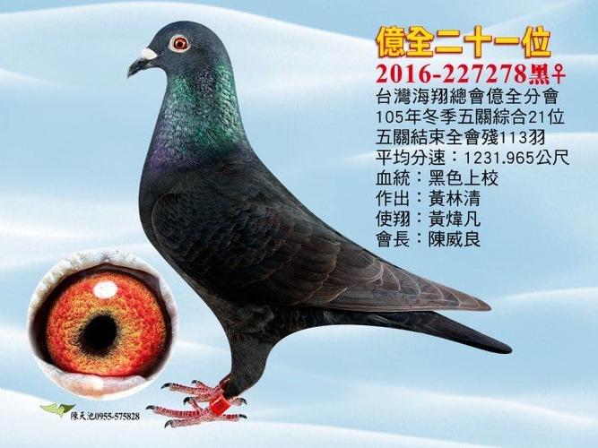 台湾十大鸽系截图1