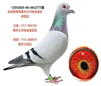 台湾十大鸽系截图2