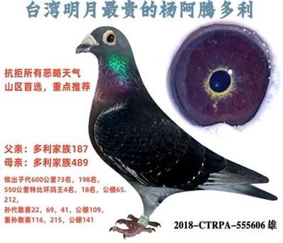 台湾十大鸽系截图3