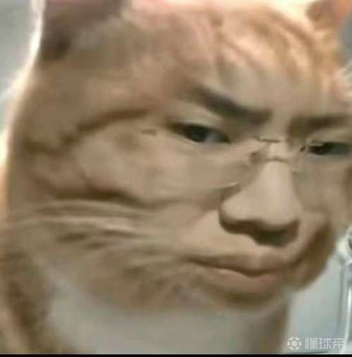 可以识别猫咪的拍照软件
