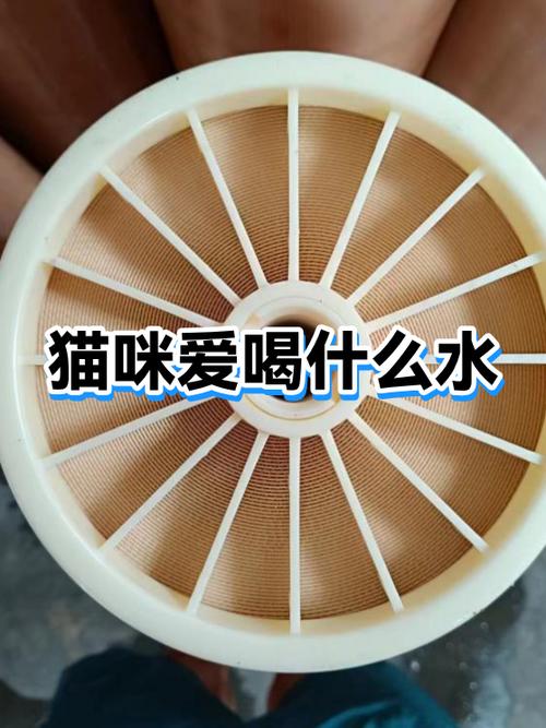 猫咪可以喝蛋汤吗