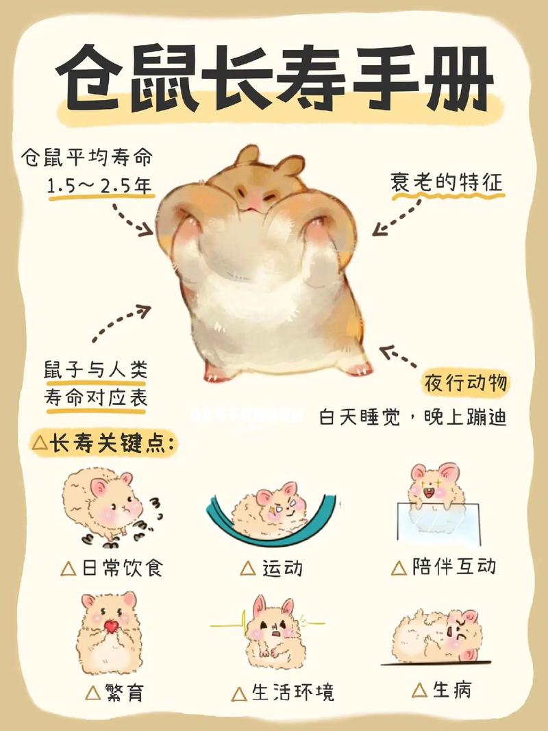 单独一只母仓鼠能生宝宝吗