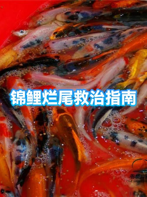 攒钱锦鲤得到分红锦鲤几率