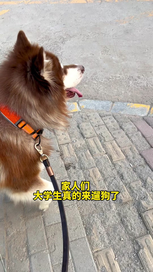帮人遛狗是哪个软件