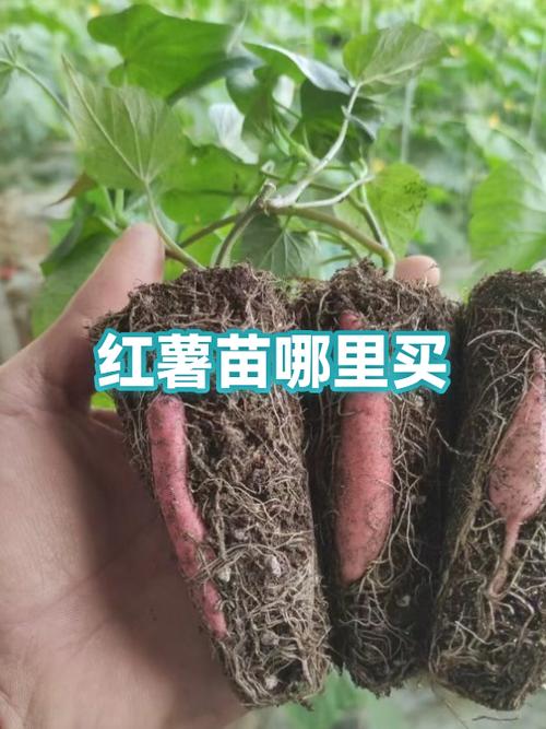 红薯苗哪里有卖的