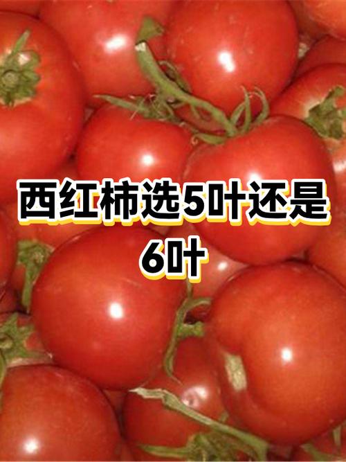 西红柿5片叶和6片叶的区别