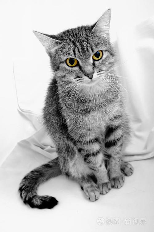 猫的照片截图1