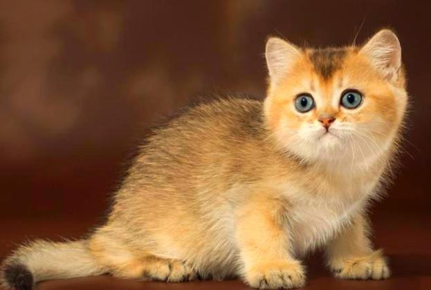 猫的照片截图2