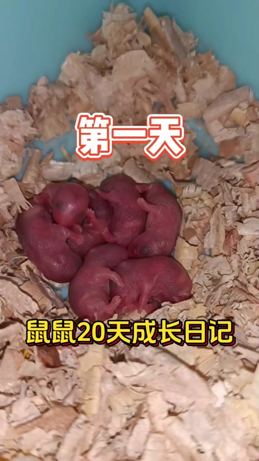 仓鼠生宝宝的过程