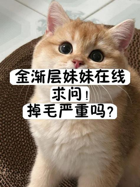 识别金渐层猫毛的方法