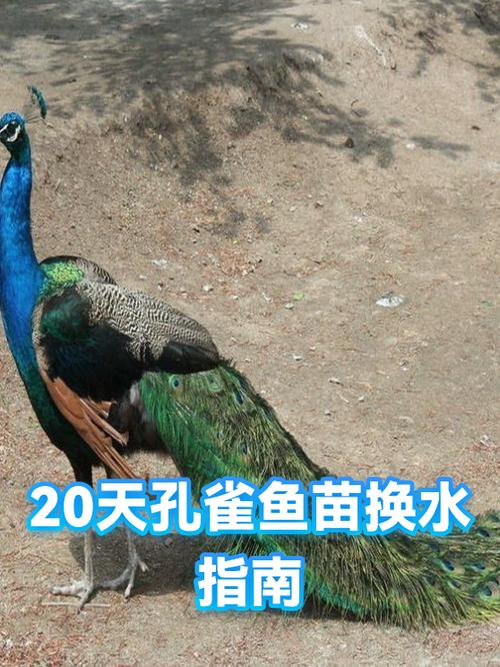 孔雀鱼如何换水
