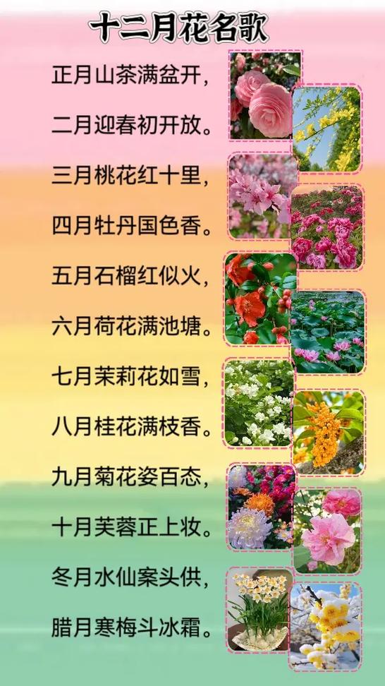 1一12月花名顺口溜