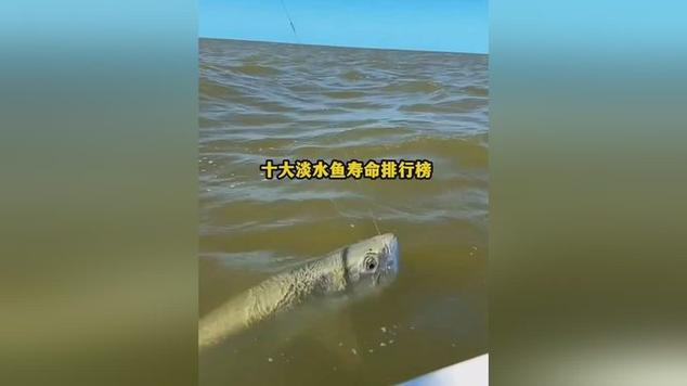 鱼寿命排行
