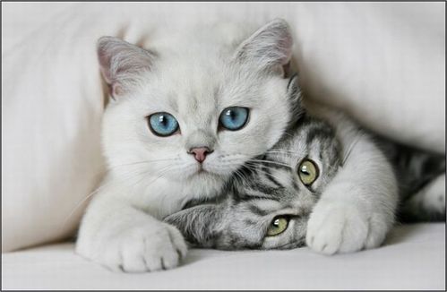 猫咪论坛