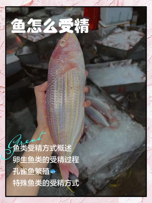 分红鱼怎么合成