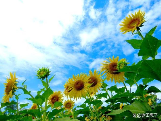 绽放的向阳花单位奖牌