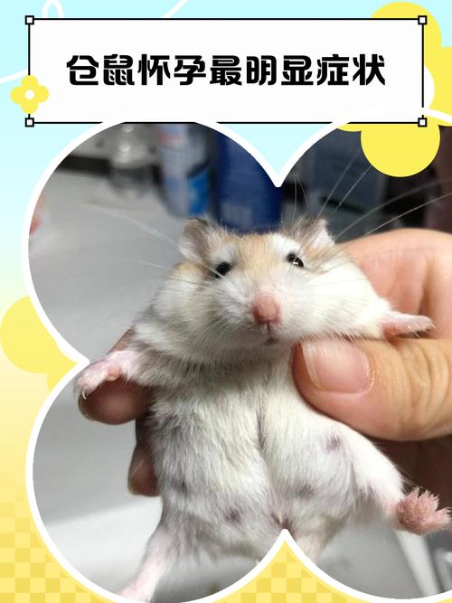 仓鼠多久会死