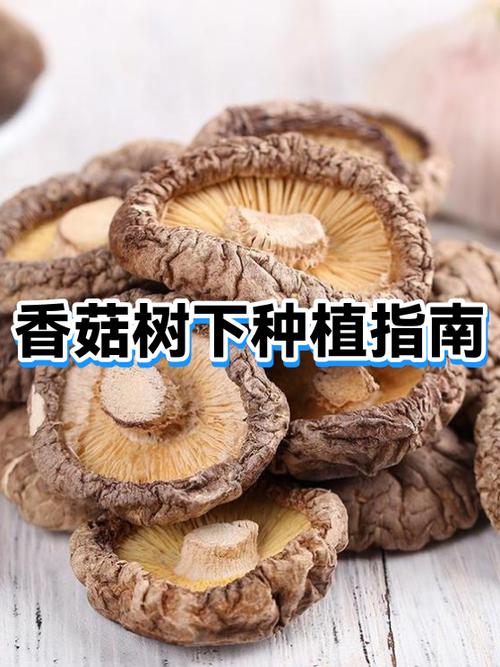 蘑菇树生长条件