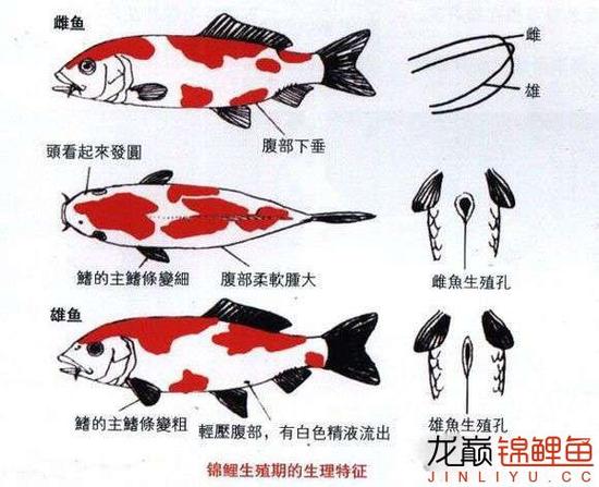 标准锦鲤头型图解截图3