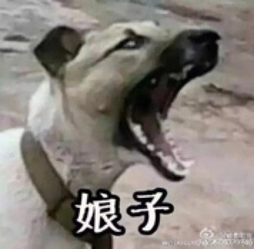 搞笑又沙雕的情侣ID