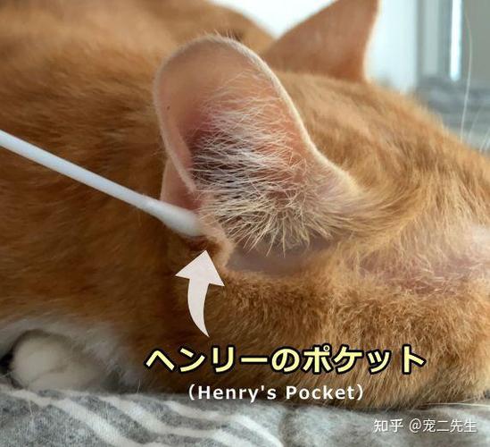 猫鼻支吃牛肉羊肉会好些吗
