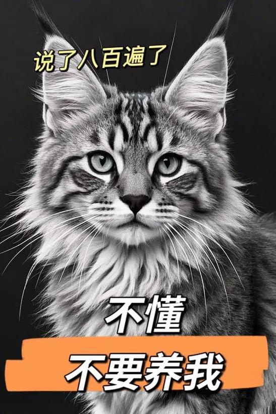 养缅因猫的禁忌
