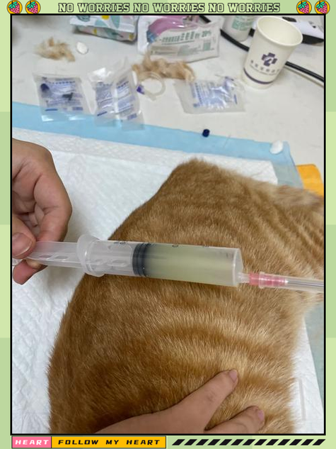 湿性猫传腹症状