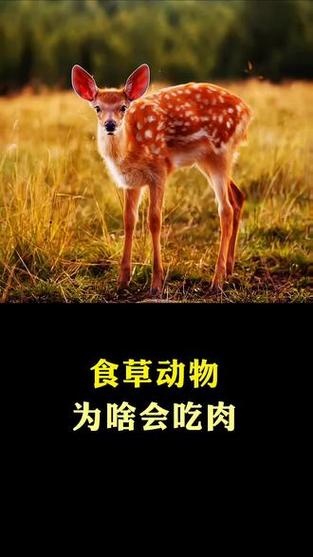 食草动物为什么比食肉动物大
