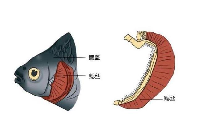 鱼鳃部位