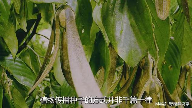 热带雨林种子我的世界