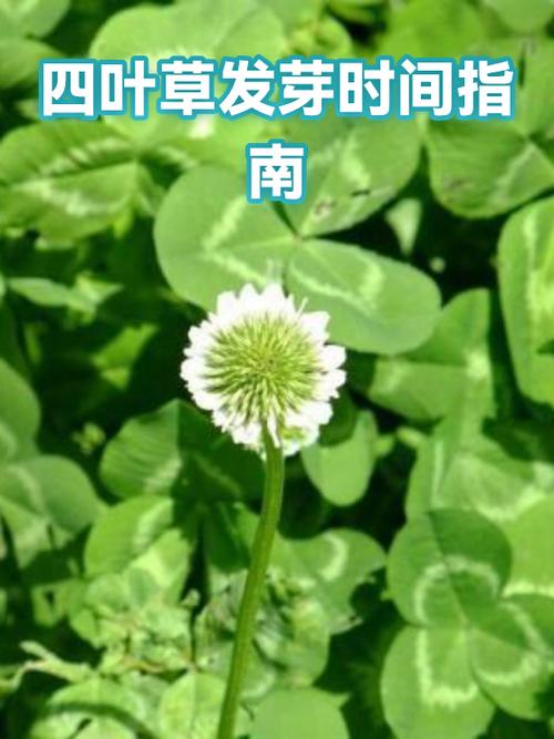 四叶草买哪个品牌的好