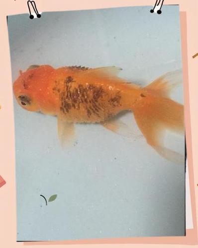 红鱼变黑了该怎样处理