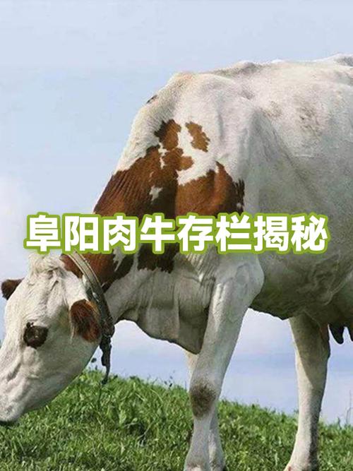 养50头牛一年利润多少