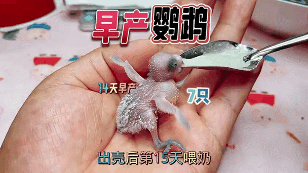 虎皮鹦鹉一天拉屎多少次