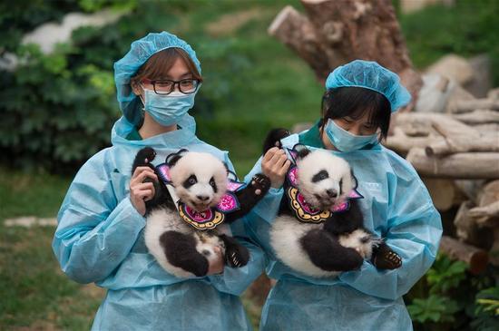 澳门大熊猫健健康康