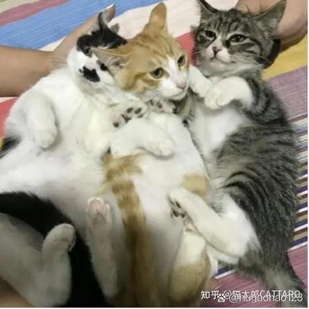 土猫可以当宠物猫养吗