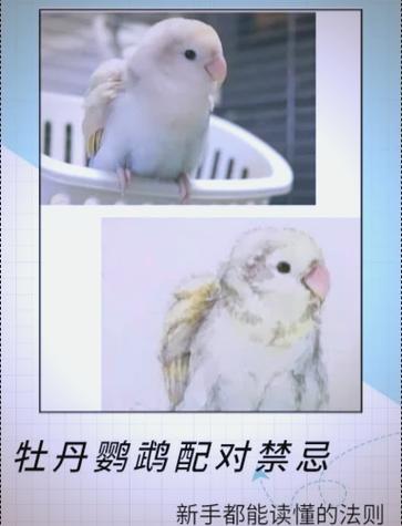 牡丹鹦鹉配对表大全