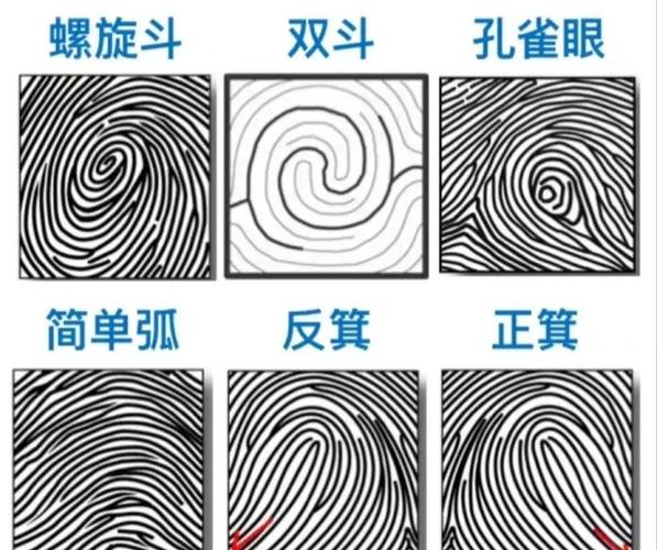 指纹的三种类型是什么