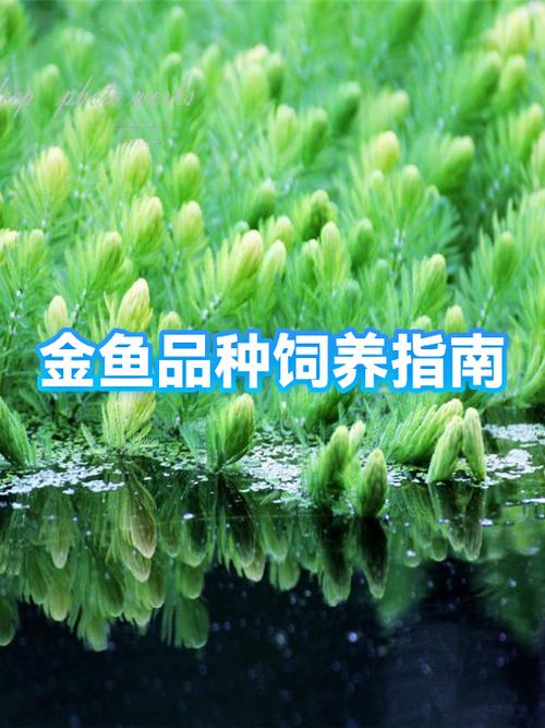 养金鱼用什么水好