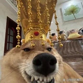 表情包狗图片大全