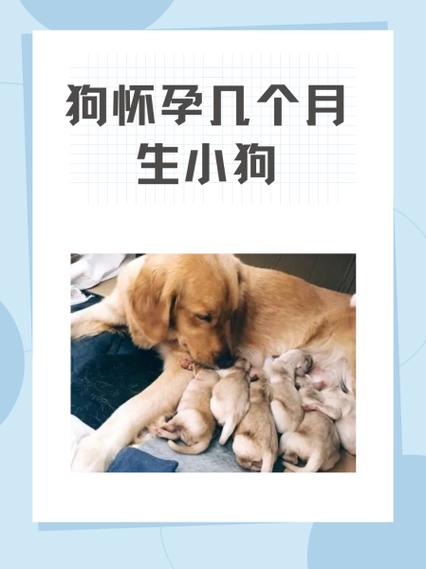 狗怀孕几个月下崽