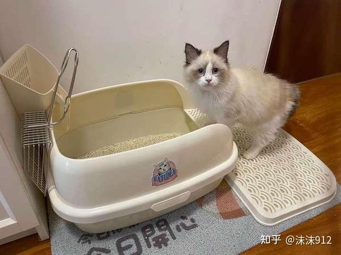 房间里猫臭味怎么去除