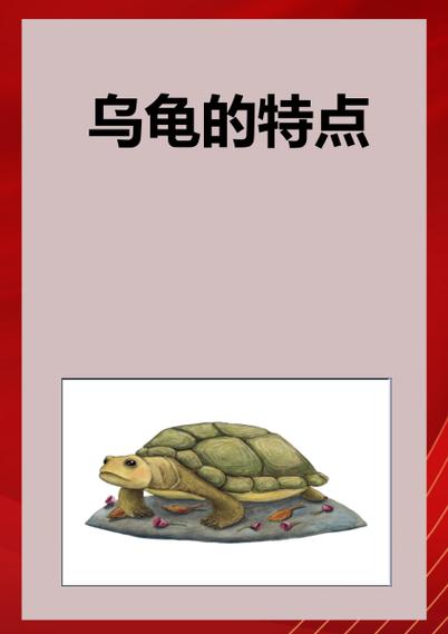 乌龟的特点有哪些特征呢