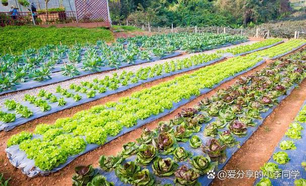 我的农场种菜赚钱 我的农场种菜赚钱